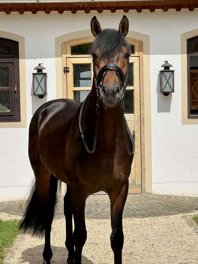 Furst Elegance